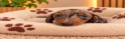Miniature Dachshund dogs for sale: Miniature Dachshund Puppies  - Advert 4