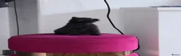 British Shorthair cats for sale: Lovely fully british short hair kittens - Advert 12