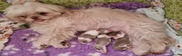 Toy Poodle dogs for sale: Superb lilac Imperial Shihpoos - Advert 5
