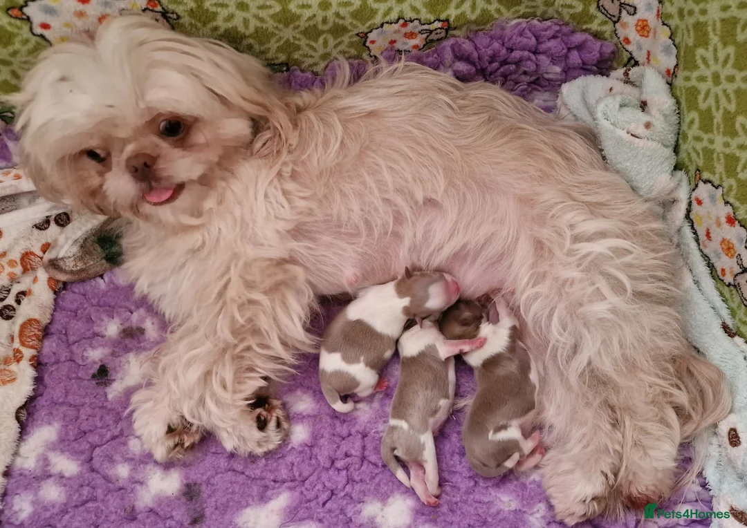 Toy Poodle dogs for sale: Superb lilac Imperial Shihpoos - Advert 5