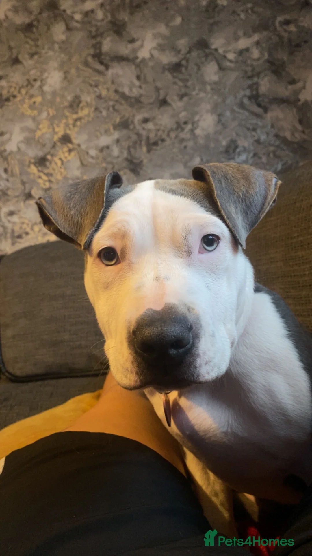 Mixed Breed dogs for sale: 6 month old - Advert 3