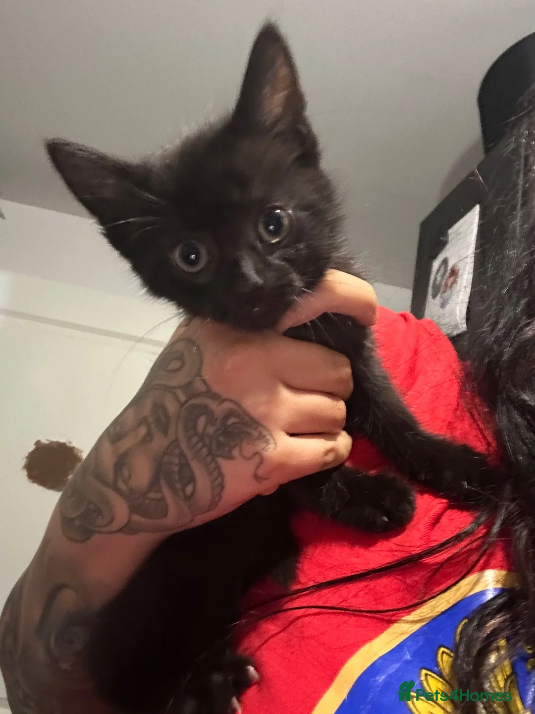 Mixed Breed cats for sale: Kittens  - Advert 4