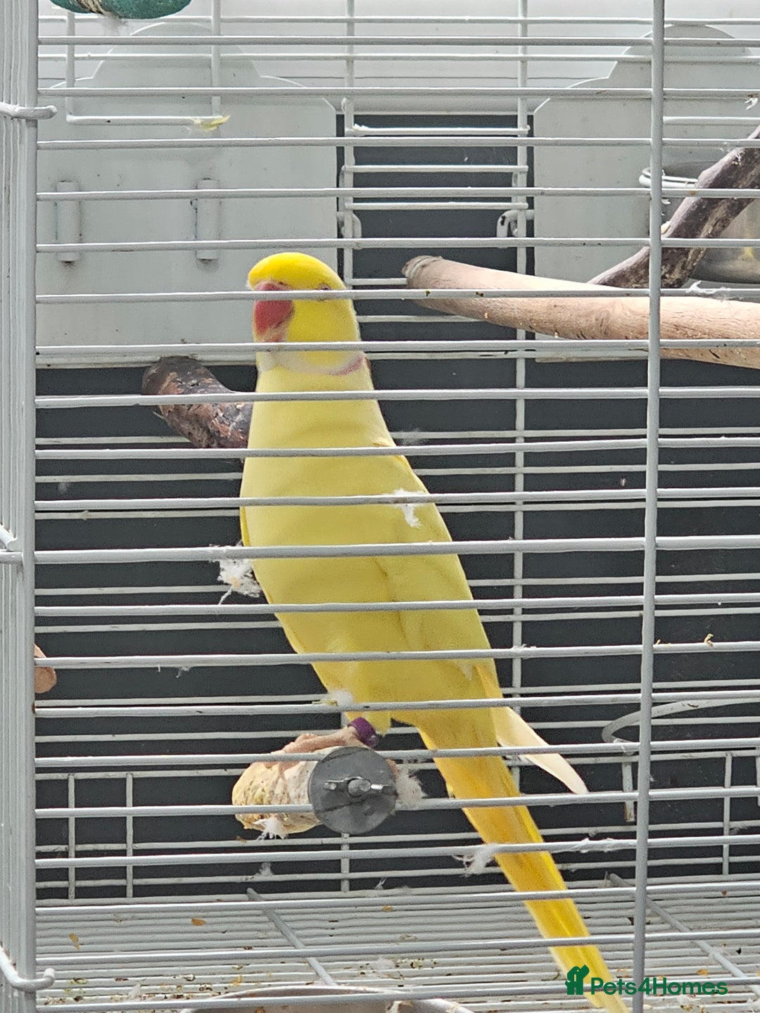 Parakeets birds for sale: Indian ring neck  - Image 2