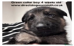 German Shepherd dogs for sale: German shepherd puppies  - Image 22
