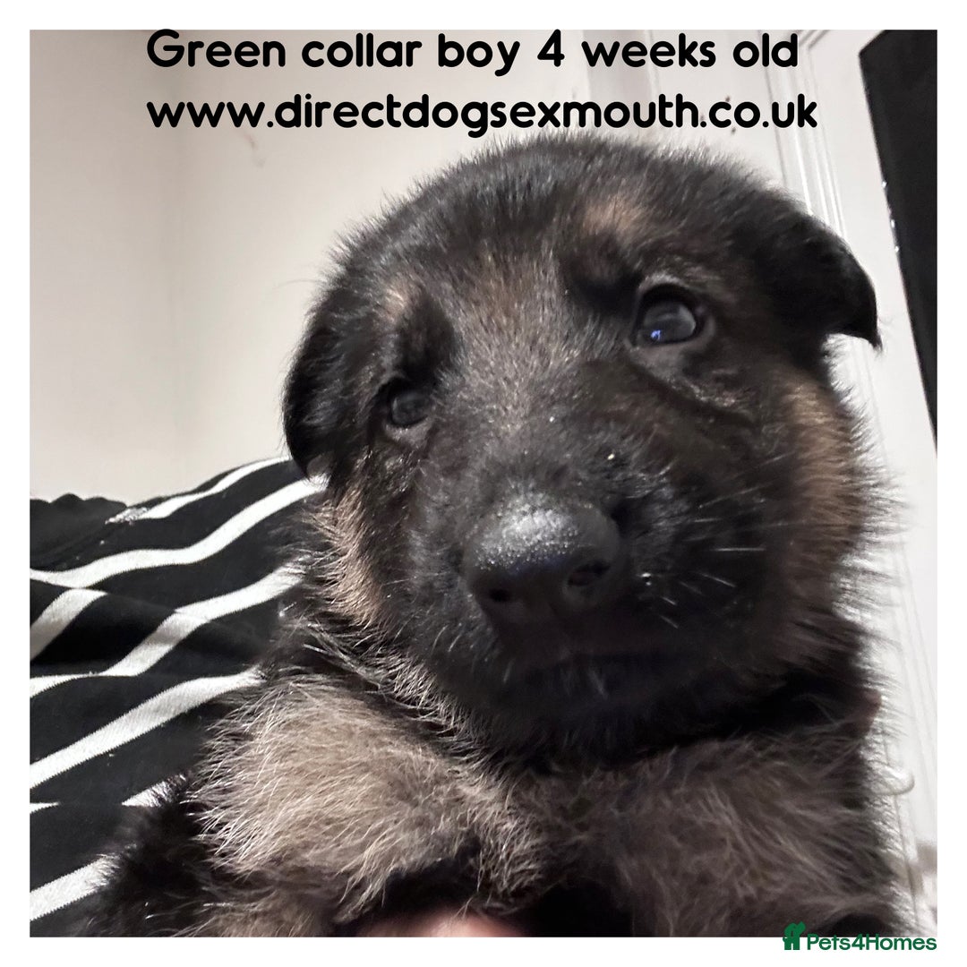 German Shepherd dogs for sale: German shepherd puppies  - Image 22