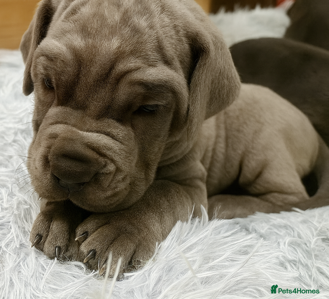 Cane Corso dogs Cane Corso Puppies from Exceptional Bloodlines, - Advert 5