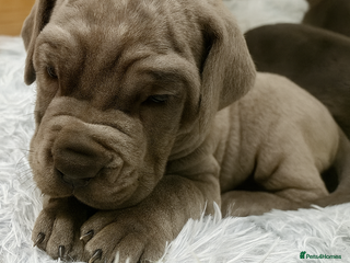 Cane Corso dogs Cane Corso Puppies from Exceptional Bloodlines, - Advert 1