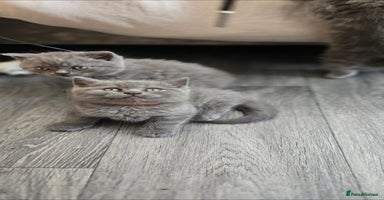 British Shorthair cats - Advert 9