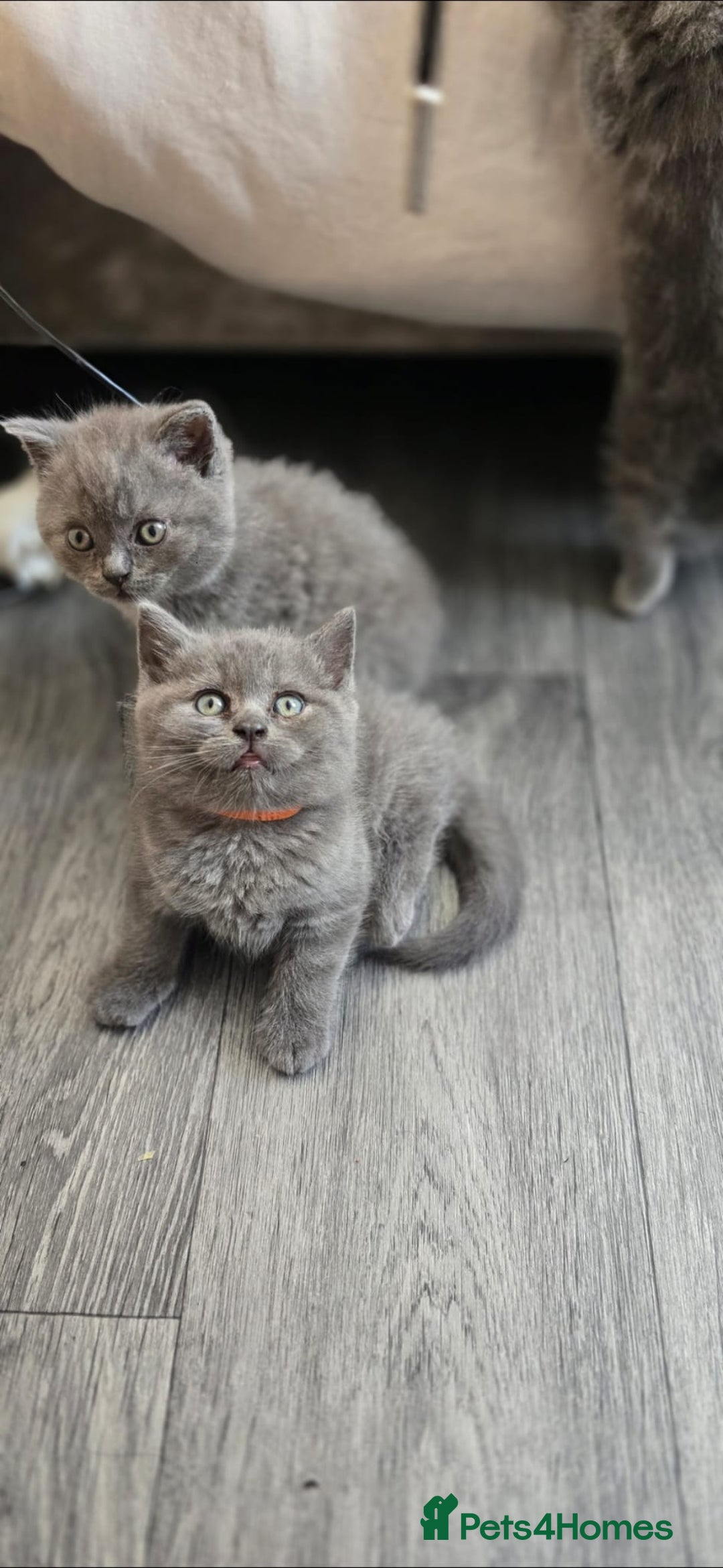British Shorthair cats for sale: British Shorthair  kittens  - Image 2