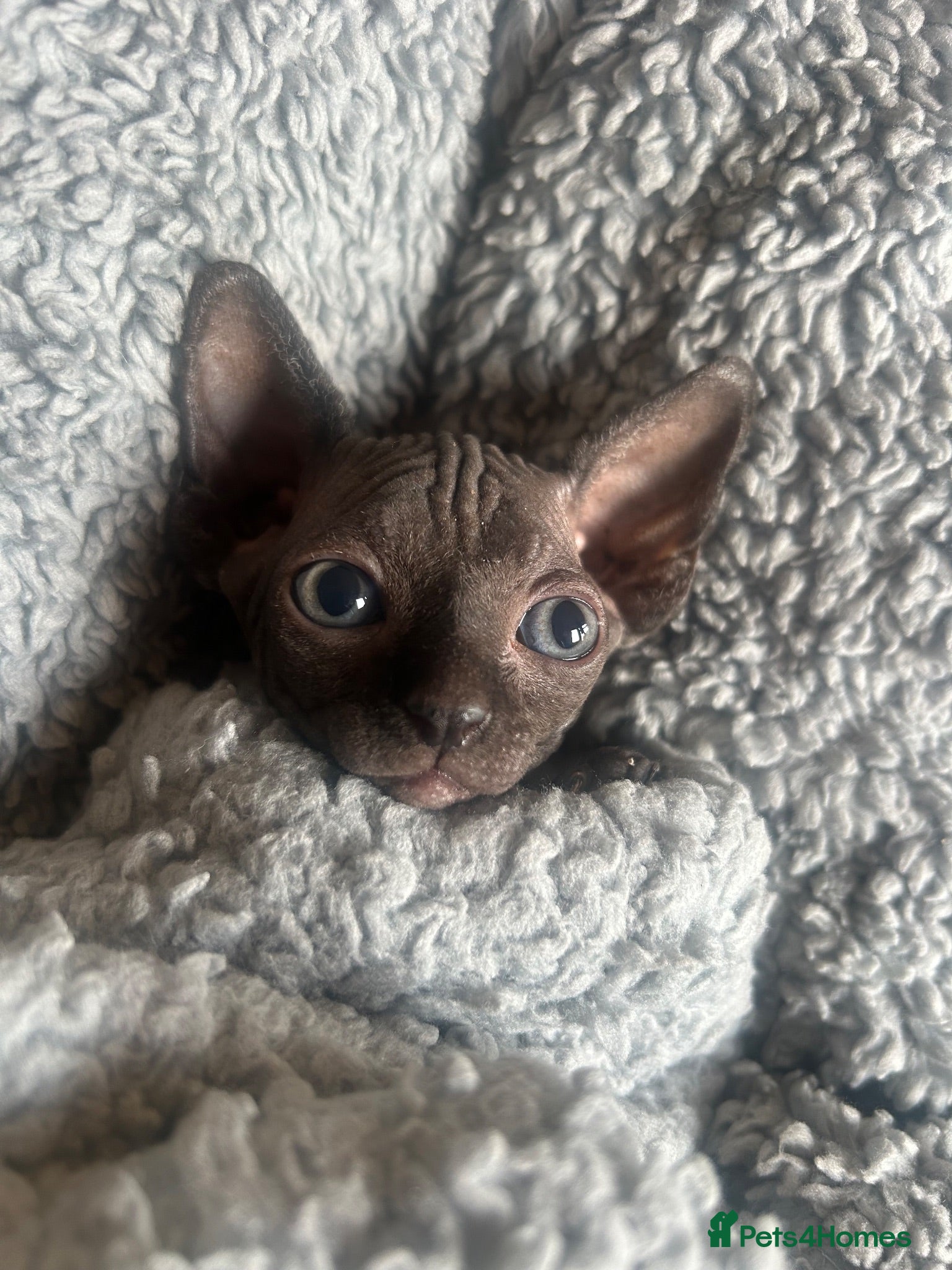 Sphynx cats Pure grey Canadian sphyn **  - Advert 15