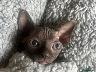 Sphynx cats Pure grey Canadian sphyn ** - Advert 1
