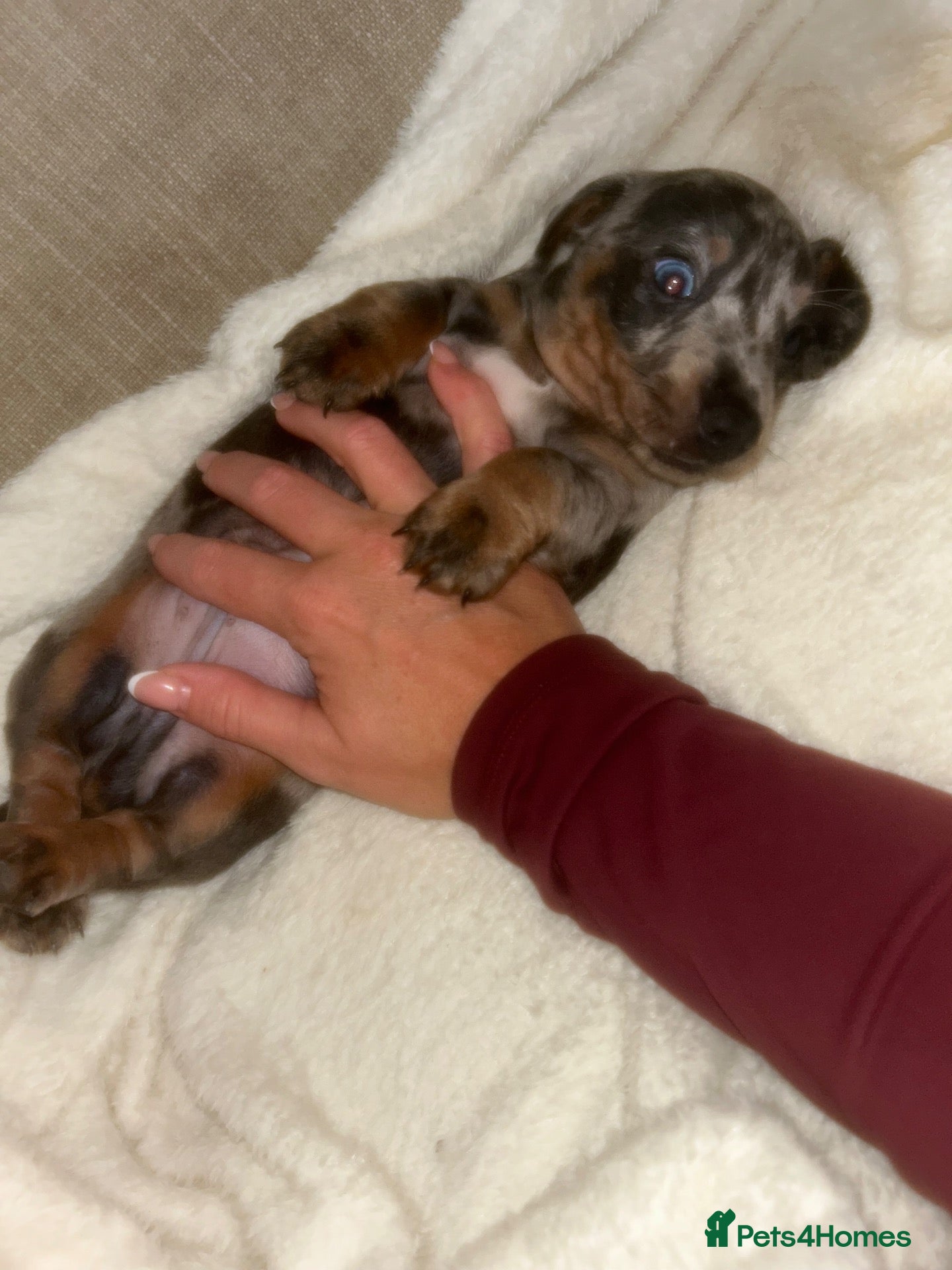 Miniature Dachshund dogs Kc reg miniature dachshund puppies  - Advert 14