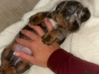 Miniature Dachshund dogs Kc reg miniature dachshund puppies - Advert 14