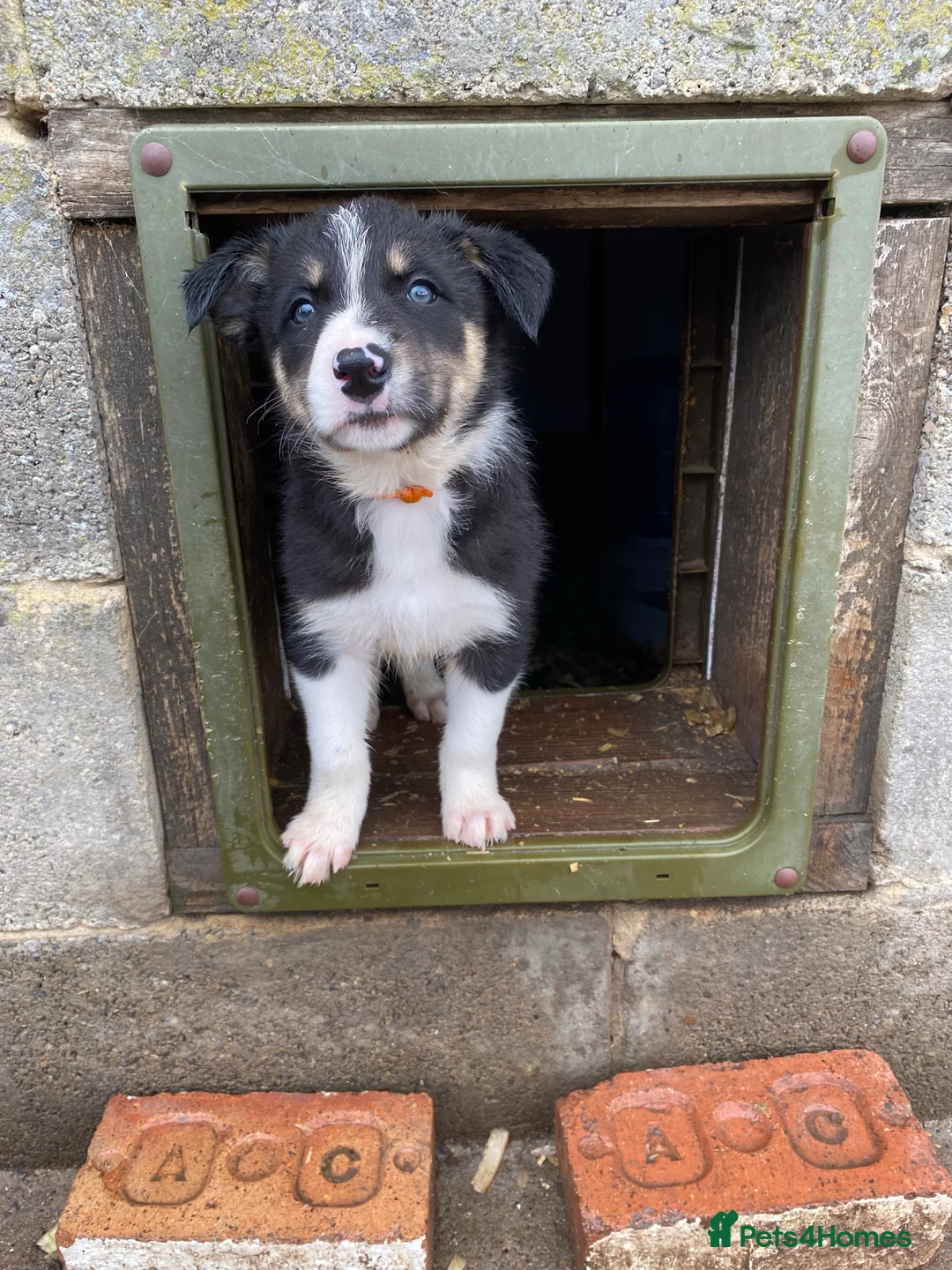 Border Collie dogs for stud: ISDS & KC, well proven, health tested clear stud in Darlington - Advert 24