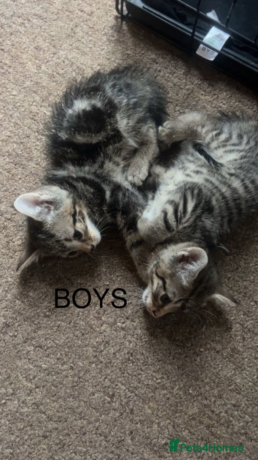 Mixed Breed cats for sale: Tabby Kittens For Sale  - Advert 6