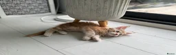 Maine Coon cats for sale: Cute Main coon boys girls kittens blue eyes  - Advert 6