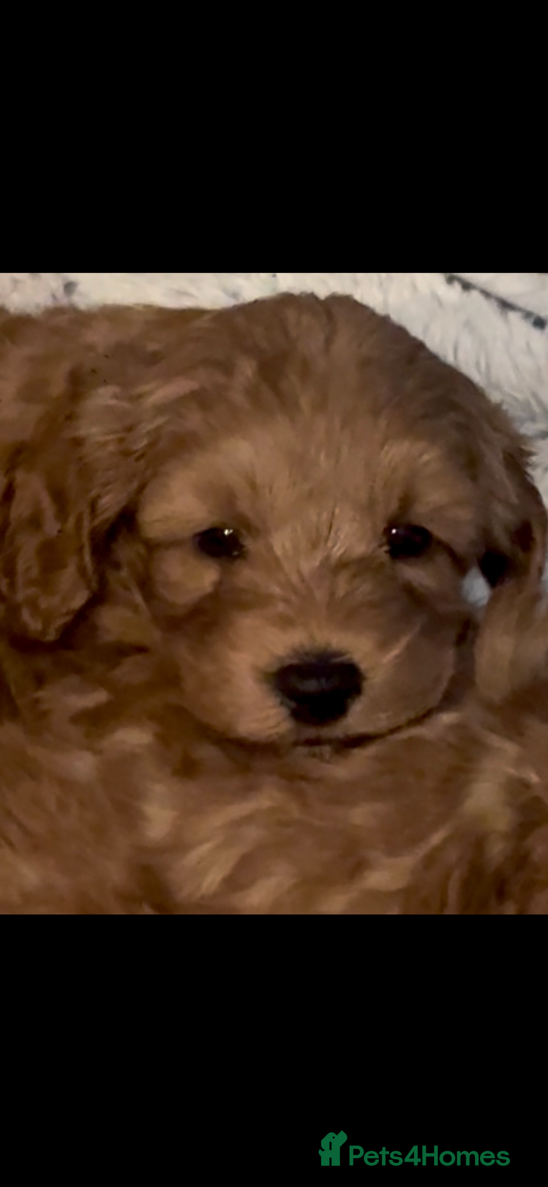 Cockapoo dogs for sale: Cockapoo F1b Male - Advert 13