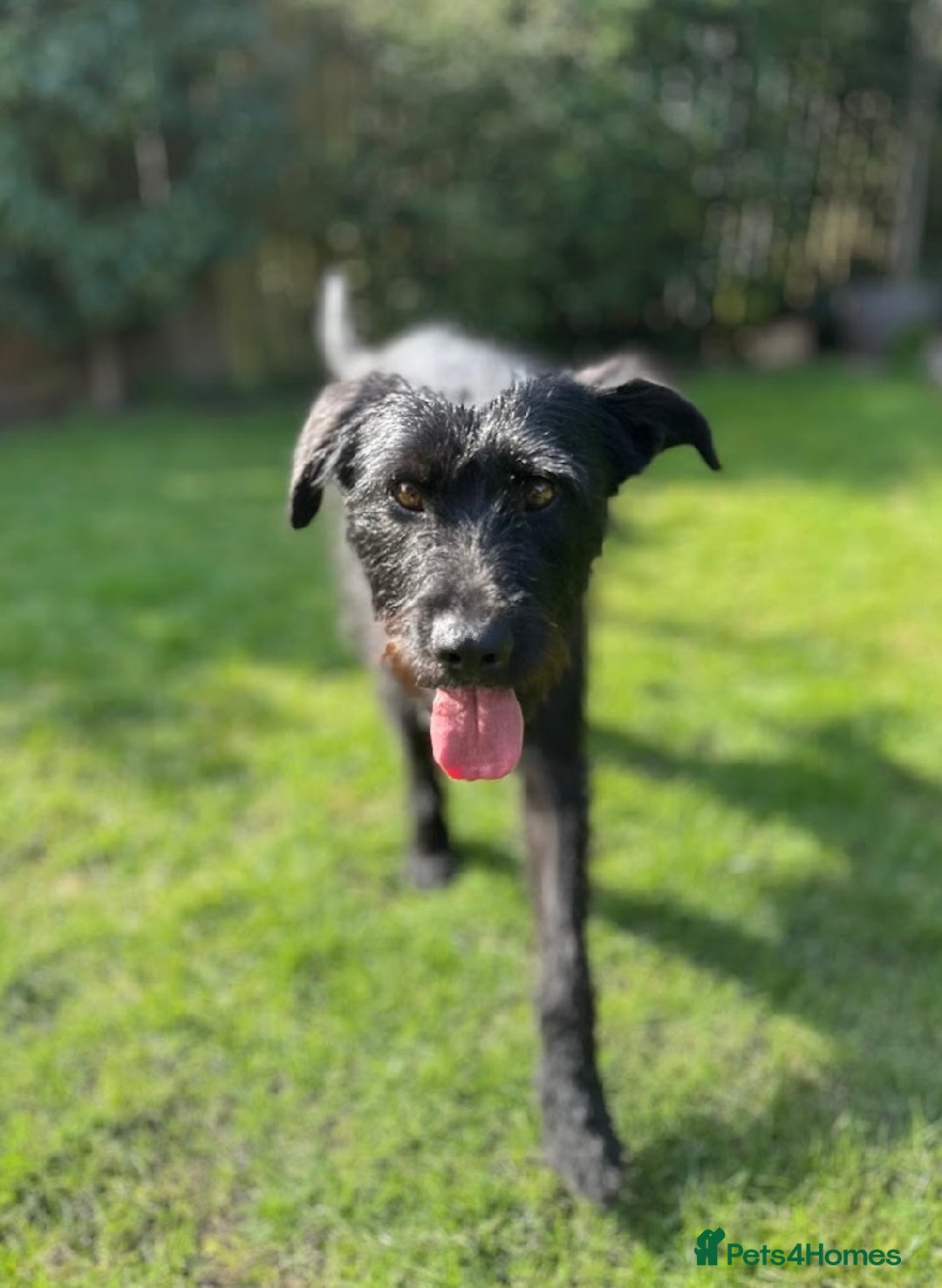 Mixed Breed dogs for adoption: Gorgeous mixed breed boy  - Image 2