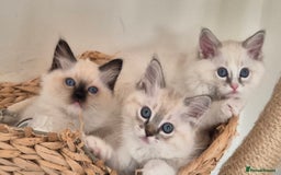 Ragdoll cats for sale: 4 Precious tica Ragdoll girls - Image 14