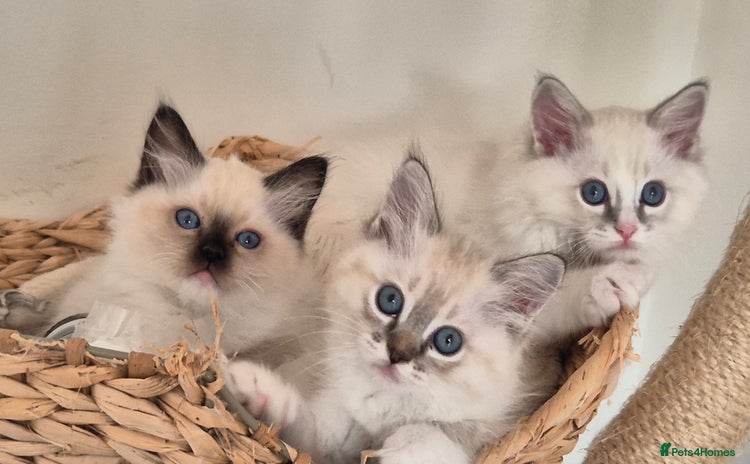 Ragdoll cats - Advert 1