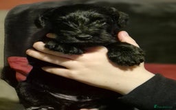 Miniature Schnauzer dogs for sale: Miniature Schnauzer puppies kc reg Ready to view - Image 7