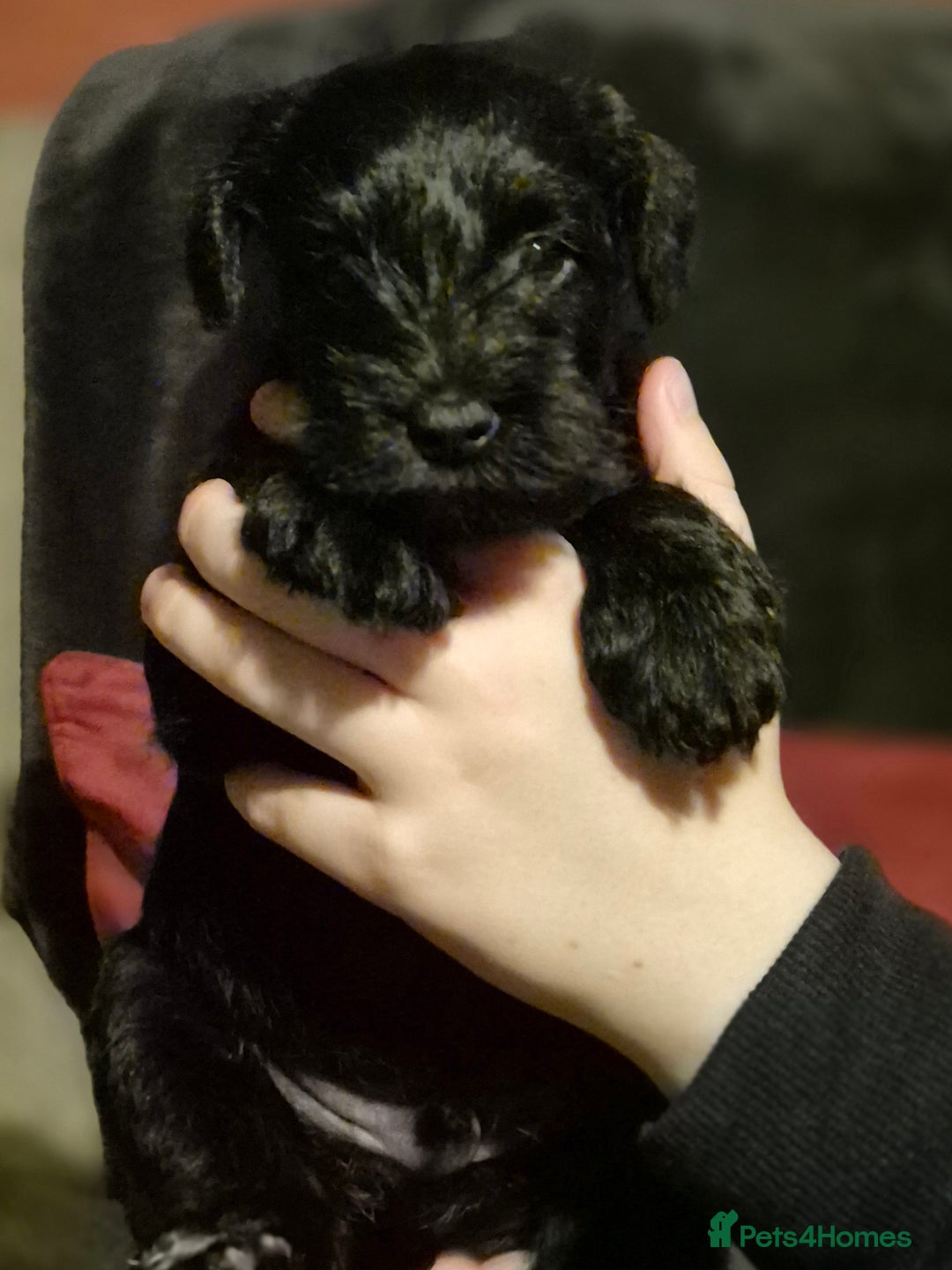 Miniature Schnauzer dogs for sale: Miniature Schnauzer puppies kc reg Ready to view - Image 7