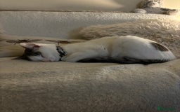 British Shorthair cats for sale: 1 year old white cat for sale - Image 2