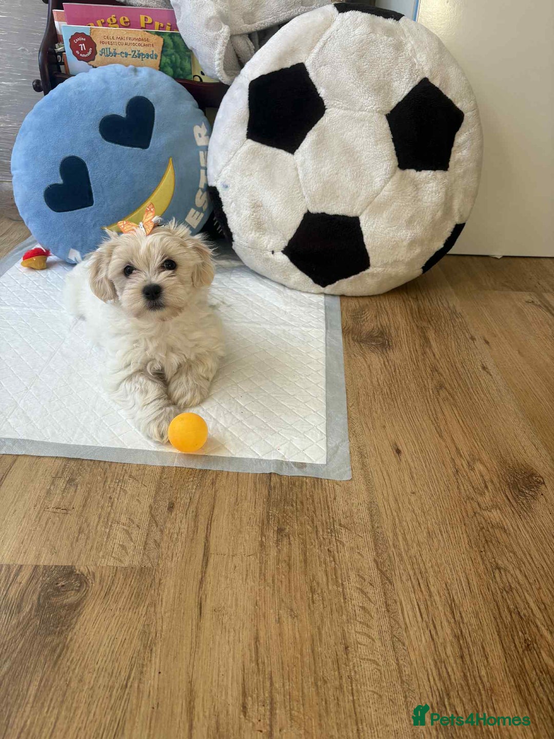 Bichon Frise dogs for sale: Bhison maltez - Image 1