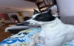 Mixed Breed dogs for sale: Energetic collie cross GSD needs a loving home - Advert 9