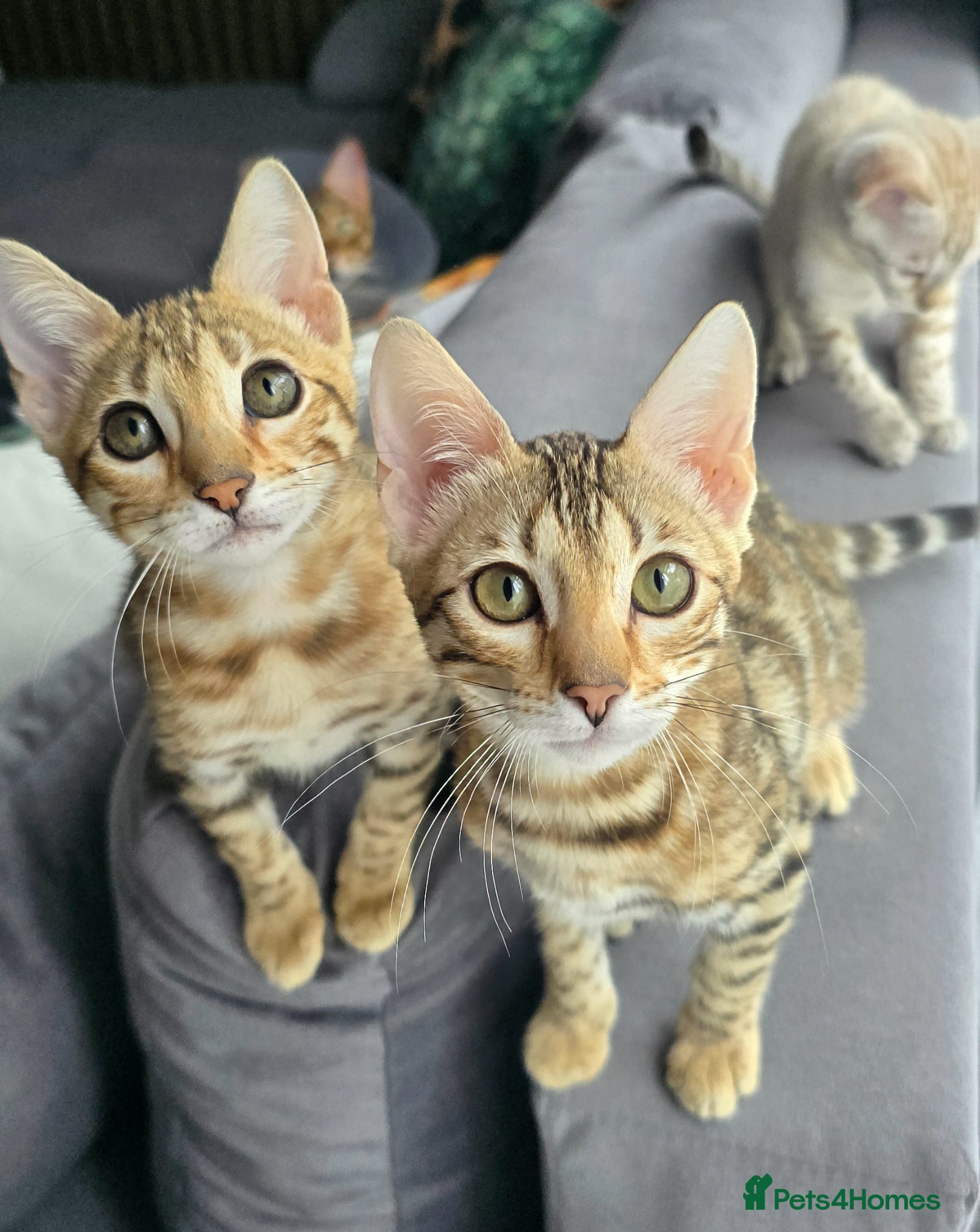 Bengal cats Ready NOW 3 girls and 1 boy! - Advert 6