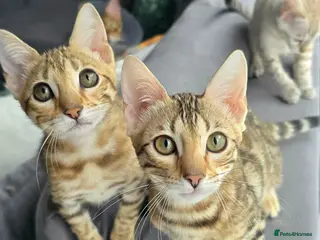 Bengal cats Ready NOW 3 girls and 1 boy! - Advert 6