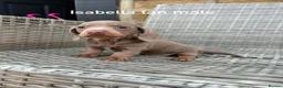 Miniature Dachshund dogs for sale: Miniature dachsunds in Bradford - Advert 9