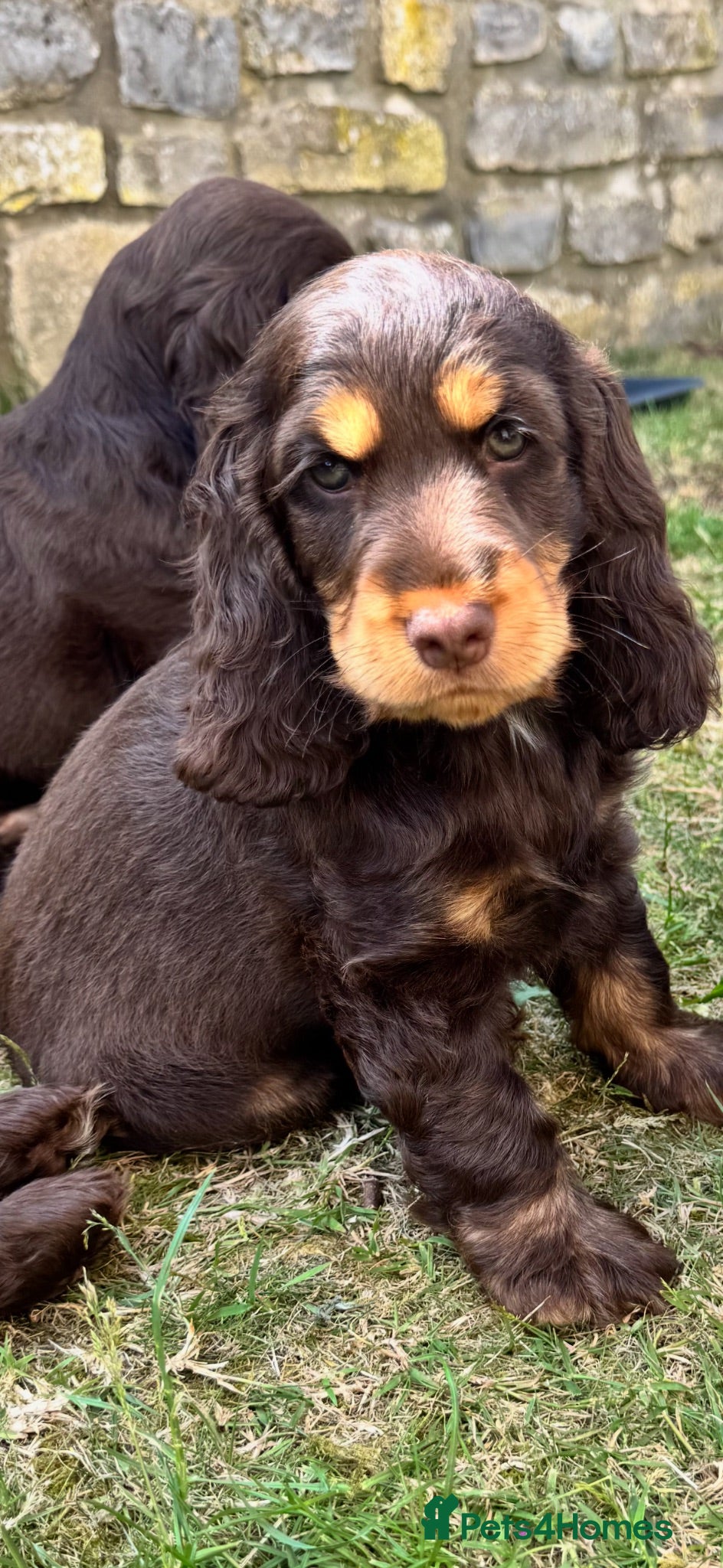 Cocker Spaniel dogs 🤎Last Girl Available 🤎 - Advert 12