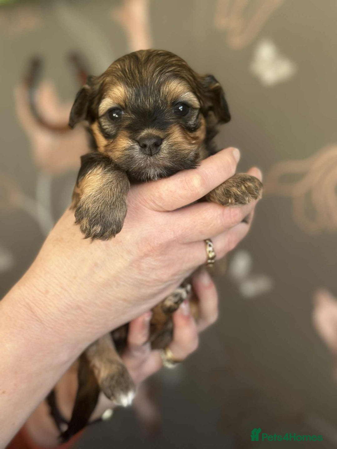 Havanese dogs for sale: Stunning House reared pure bred Havanese Babies  - Advert 17