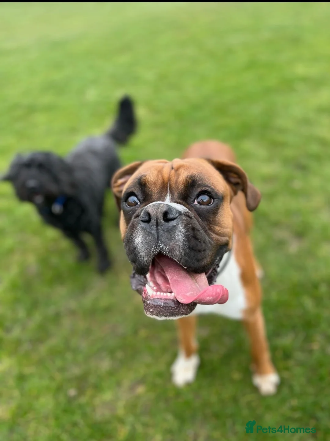 Boxer dogs for sale: Re-home our boxer  - Advert 14