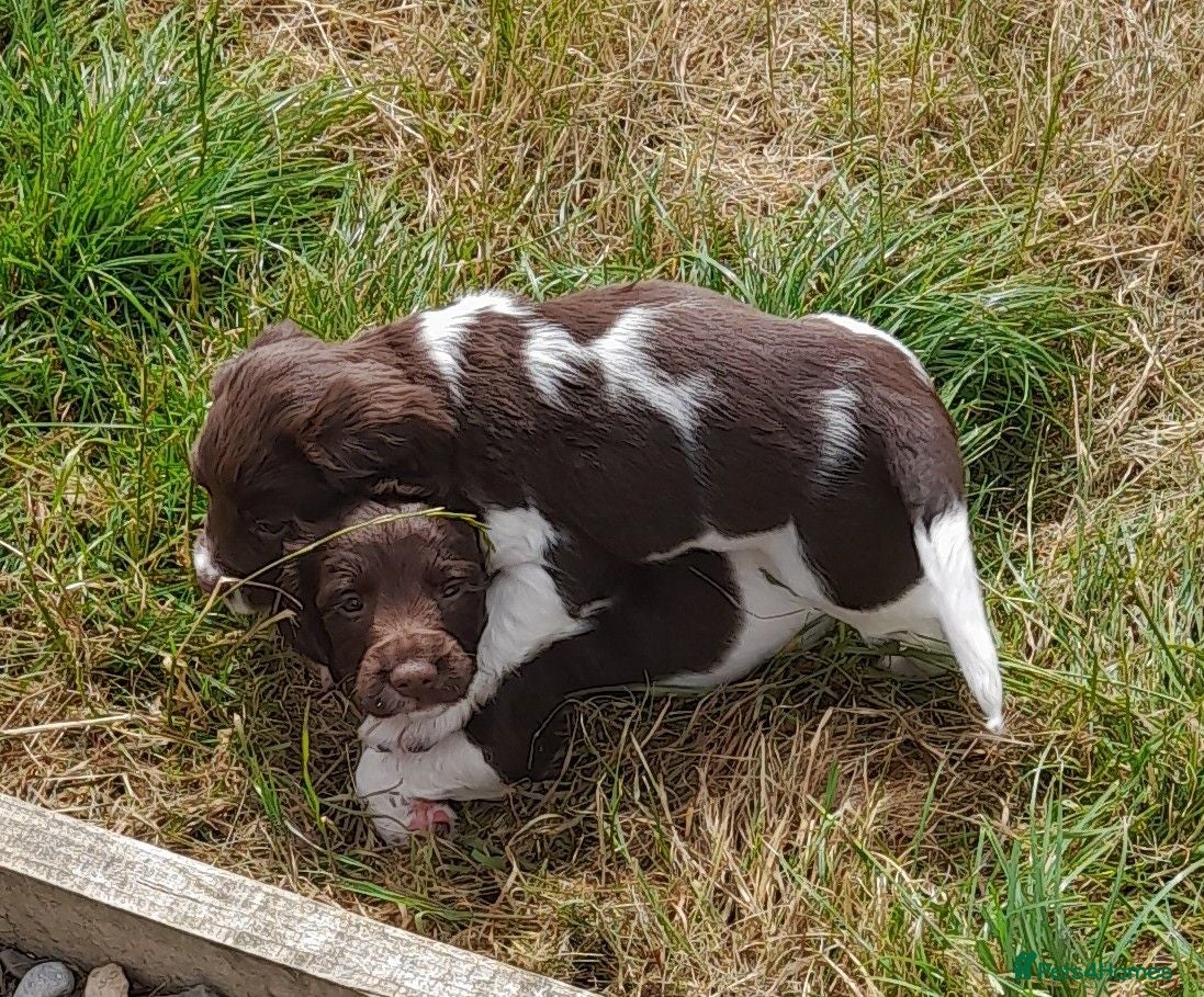 English Springer Spaniel dogs Gorgeous English Springer Spaniels Puppies - Advert 1