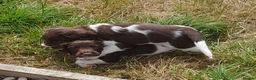 English Springer Spaniel dogs for sale: Gorgeous English Springer Spaniels Puppies - Advert 7