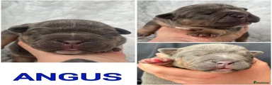 Angus