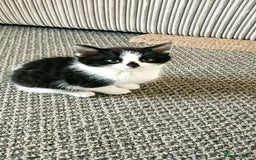 Mixed Breed cats for sale: Three black and white mixed breed kittens  - Image 3