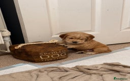 Cocker Spaniel dogs for sale: Show Cocker Spaniel- Only Boy In The Litter - Image 7