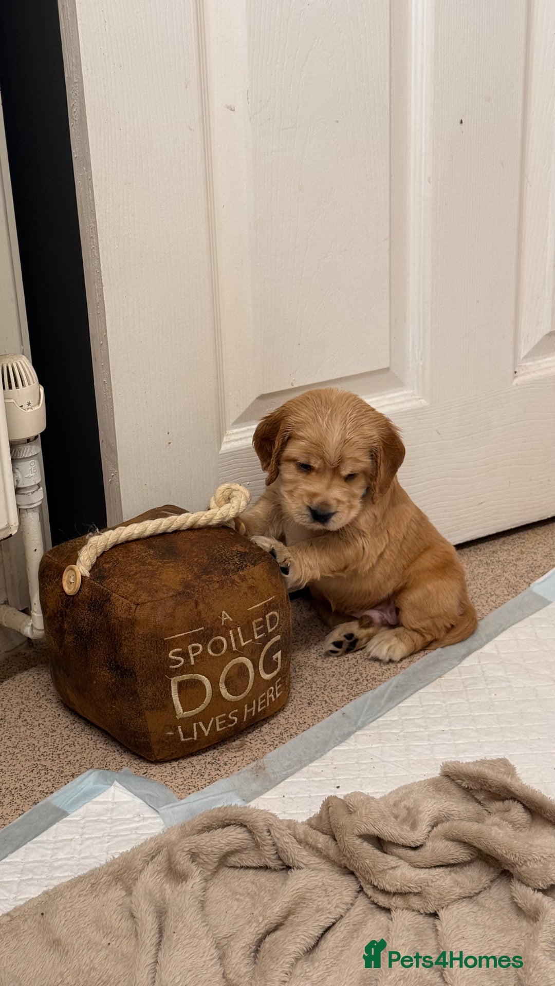 Cocker Spaniel dogs for sale: Show Cocker Spaniel- Only Boy In The Litter - Image 7