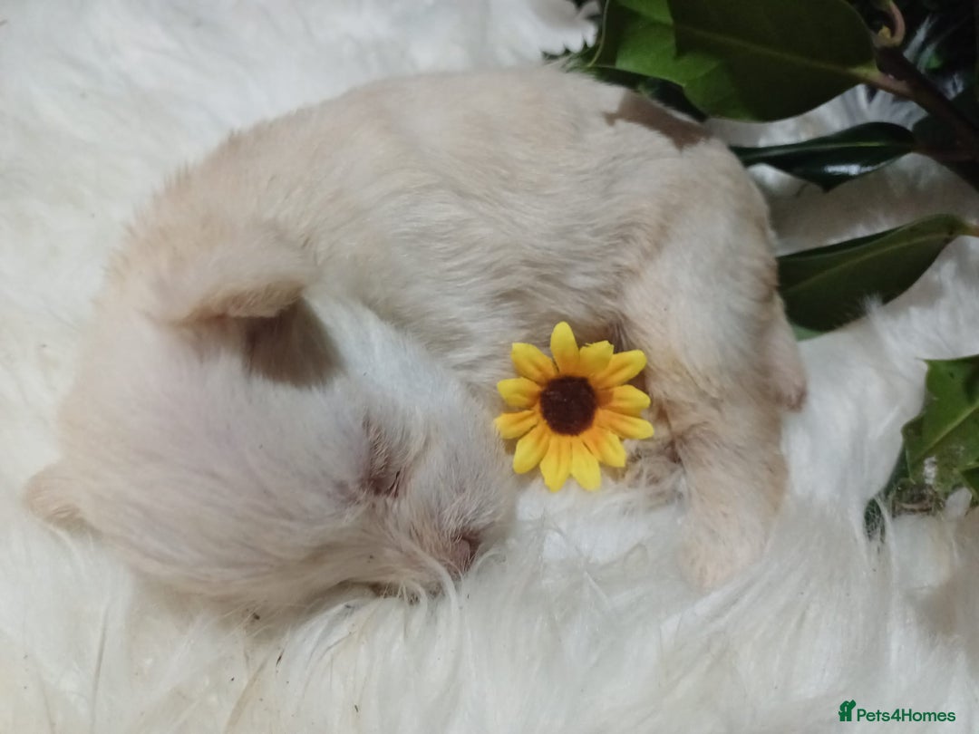 Miniature Schnauzer dogs for sale: Two beautiful girls  - Advert 9