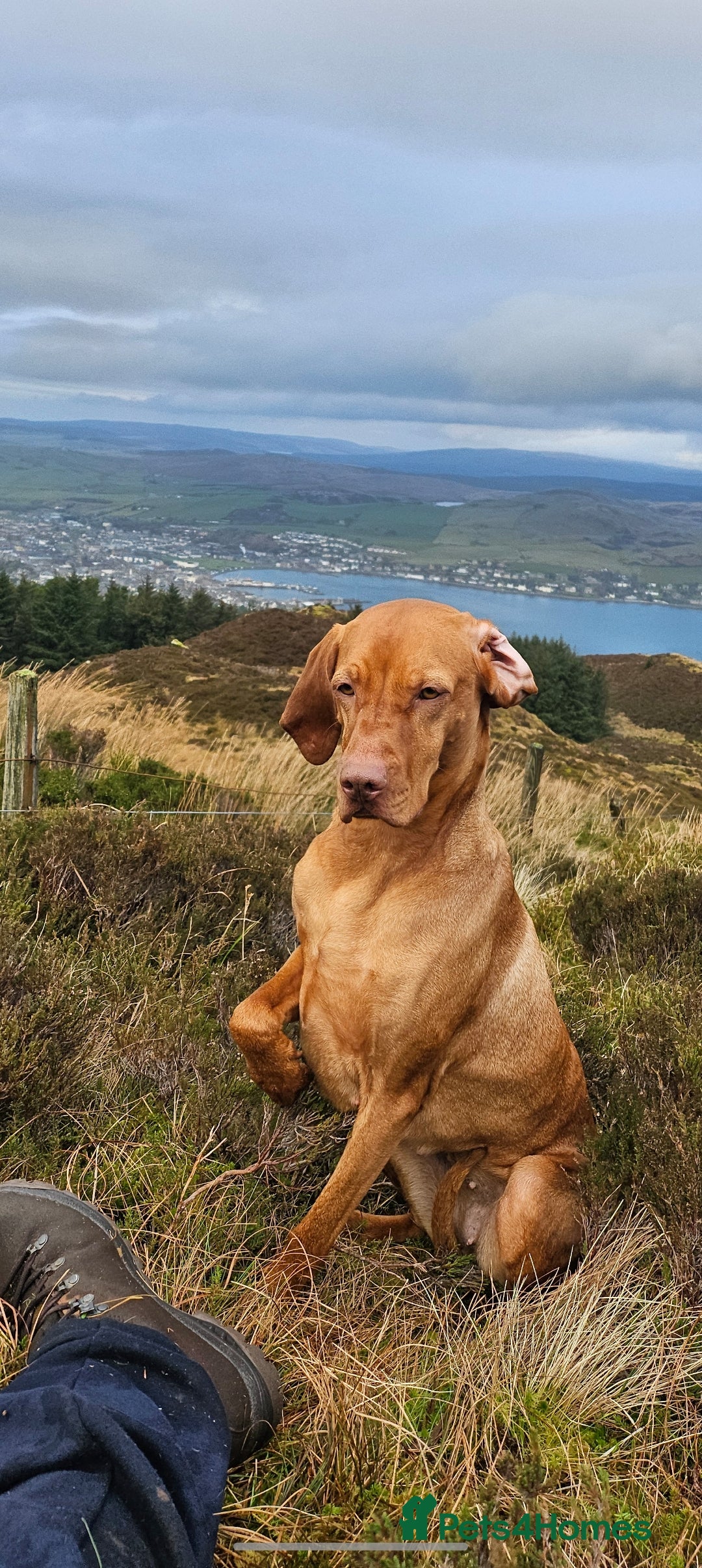 Hungarian Vizsla dogs Hungarian Viszla Puppies - Advert 2