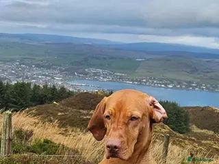 Hungarian Vizsla dogs Hungarian Viszla Puppies - Advert 2