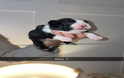 Boston Terrier dogs for sale: Boston Terrier Puppies – Ready December 8th! - Image 2
