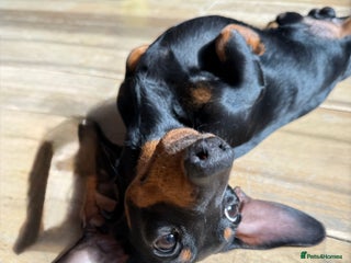 Miniature Dachshund dogs - Advert 8