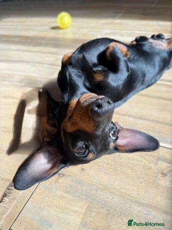 Miniature Dachshund dogs - Advert 15