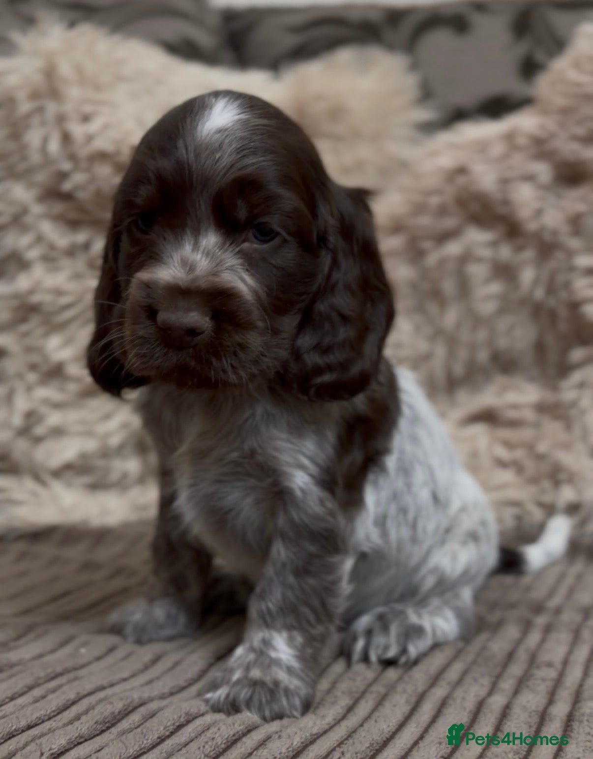 Cocker Spaniel dogs Gorgeous 100% show type cocker spaniel puppies - Advert 2