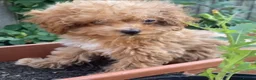 Maltipoo dogs for sale: RARE Asian teddy face maltipoo male puppy  **  - Advert 8