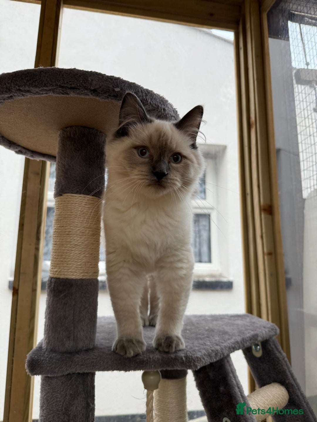 Ragdoll cats for sale: Beautiful ragdoll Dudley  - Advert 1